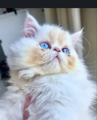 GATO PERSA
