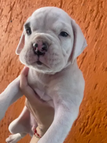 Cachorro boxer (Puro)