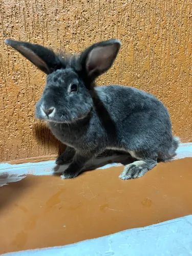 Mini coelho loop padrão 