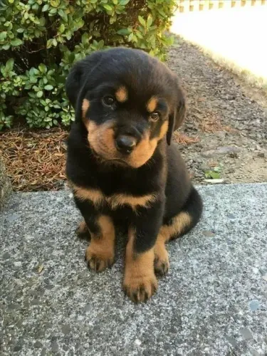 Filhote Rottweiler fêmea