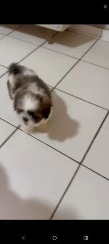 Lindo macho Shitzu 