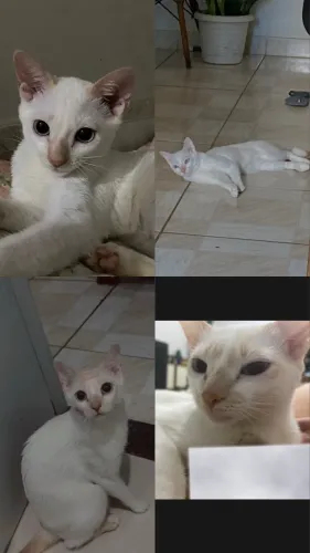 Doação de gata