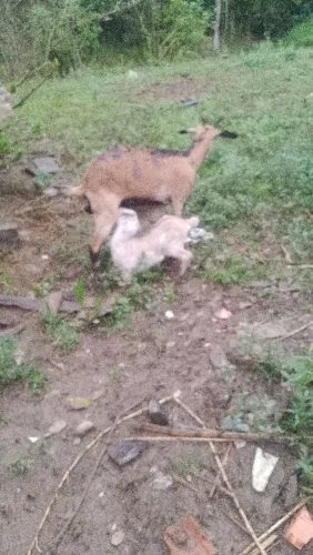 Cabra parida