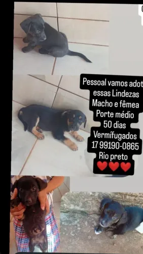 Lindos cachorrinhos