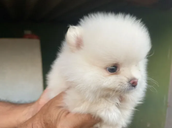 Spitz alemão anao