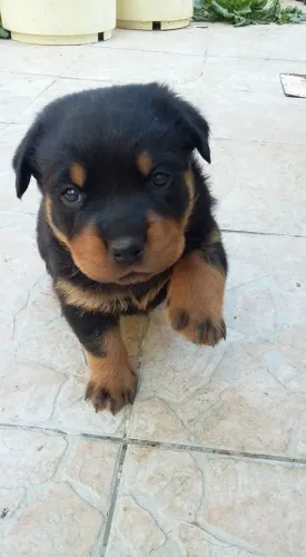 Filhotes de Rottweiler um doce !