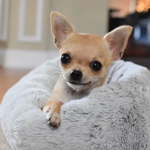 Chihuahua Afeto que se transforma em rotina