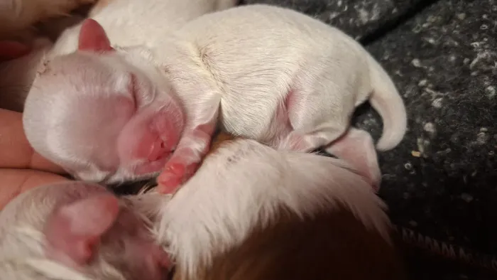 Shih-tzu Disponível