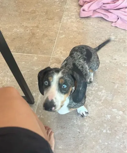 Dachshund Basset procura namorada