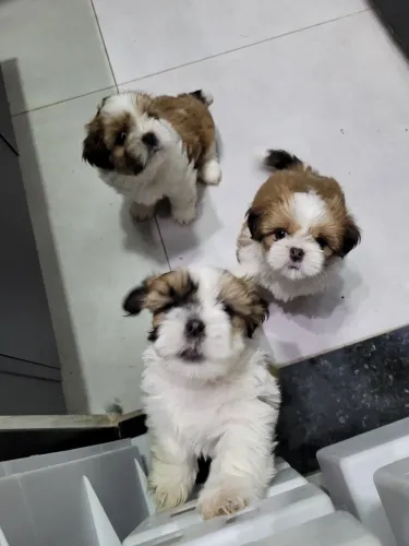 LINDOS FILHOTES DE SHIHTZU AMERICANO COM ENTREGA EM TODO O DF! ?