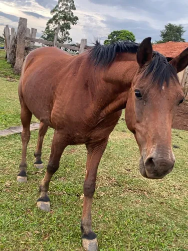 Cavalo manso