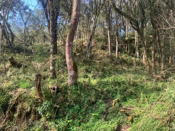 Urubici, chácara de 2 hectares a venda em São José