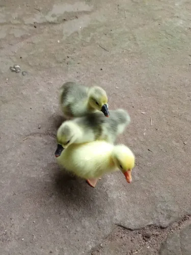 Filhotes ganso