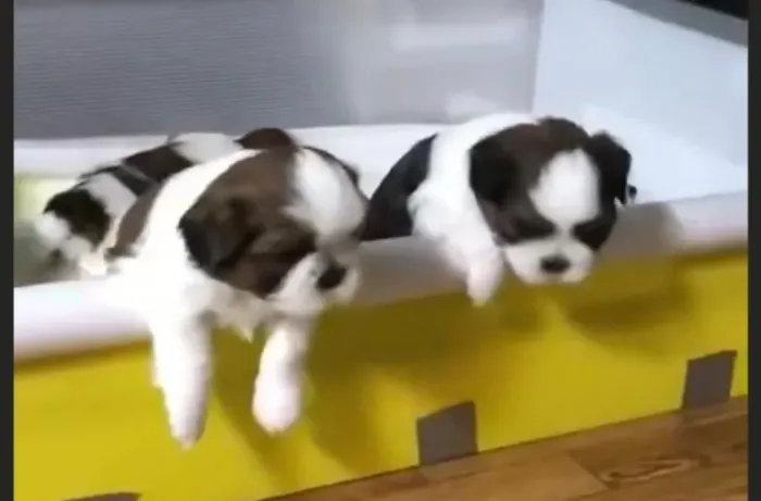 Shih tzu incomparaveis