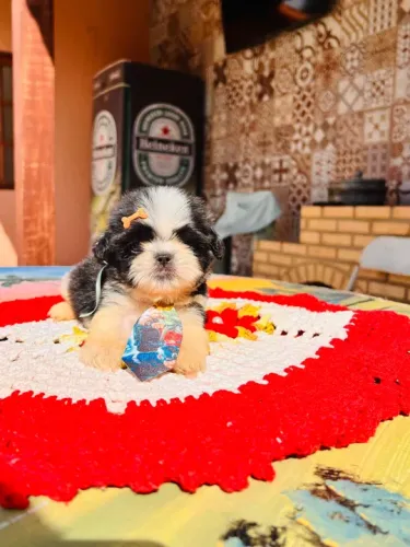 Shih tzu macho preto e branco pedigree opcional