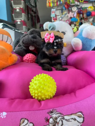 Linda fêmea micro de yorkshire $3.800,00