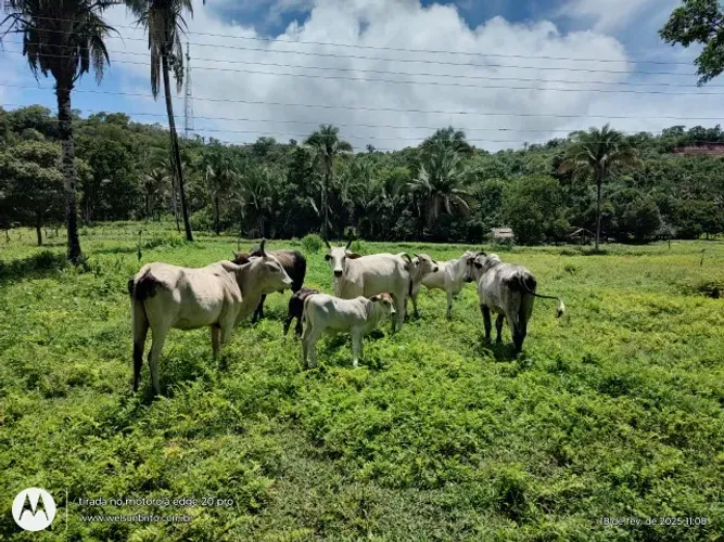 Fazenda em Palmeirais-PI 