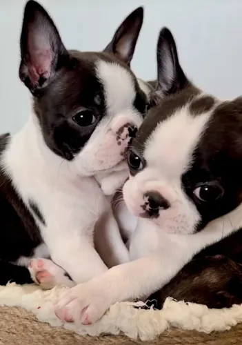 Bulldog Francês: companheiro leal e cheio de amor