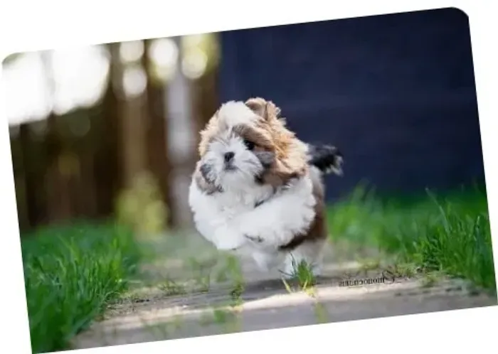 Filhote de Shih-Tzu Macho: Uma Bola de Pelo e Alegria"