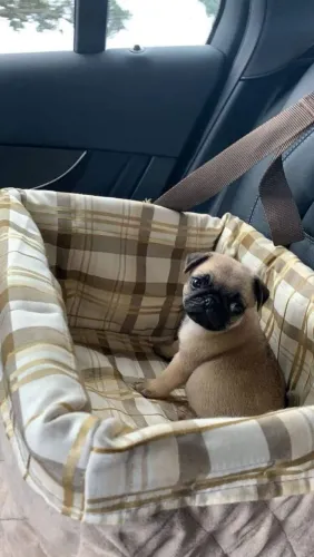 Filhote de Pug na cama