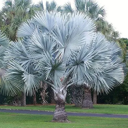 Sementes palmeira Bismarkia