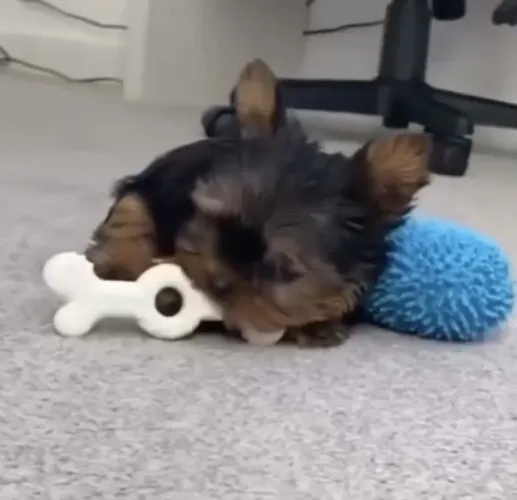 Filhote Yorkshire Terrier, os mais encantadores estão prontos para te conhecer!