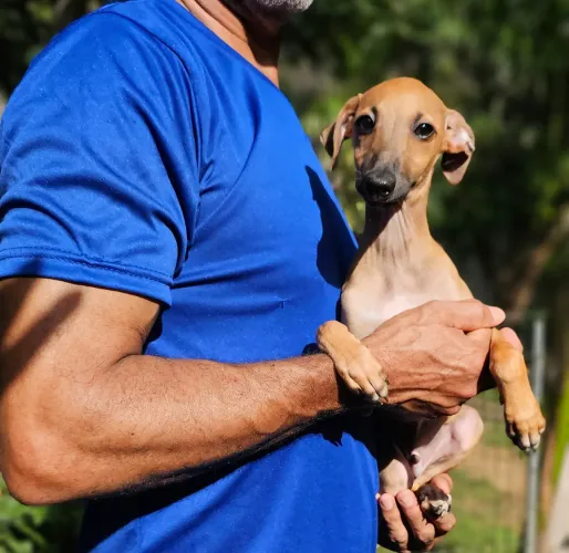 Galgo Italiano Macho - Somos do RJ