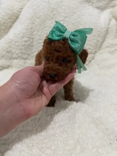 Poodle Toy red a companhia perfeita existe 