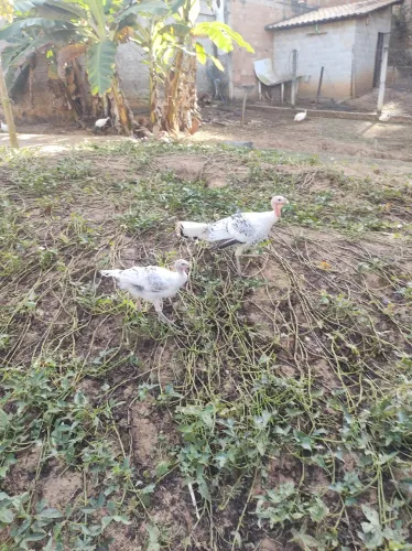 Vendo Casal de Peru 