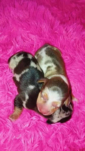 Filhotes de Dachshund fêmea