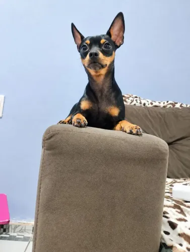 Cachorro Pinscher macho