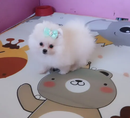 Linda bebê de Spitz anã 