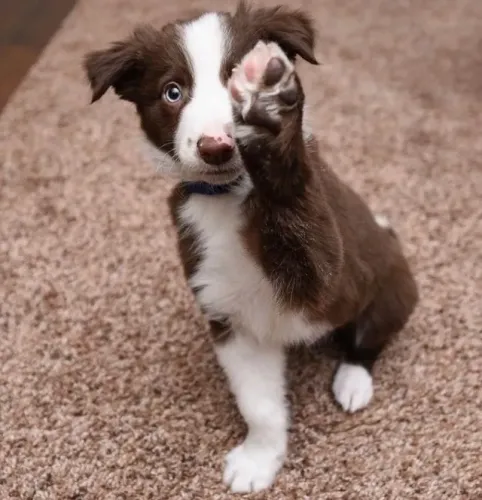 Border Collie Amor Sincero