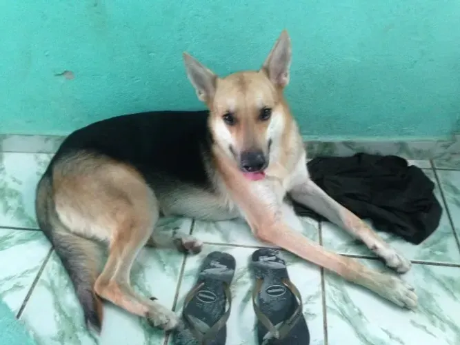 Cachorro Pastor Alemão capa preta doa-se.