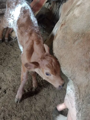 Vendo vaquinha de leite 
