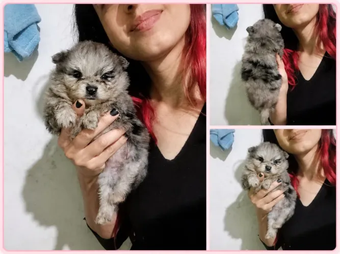 Fêmea merle blumerle Spitz alemão Lulu da pomerana 