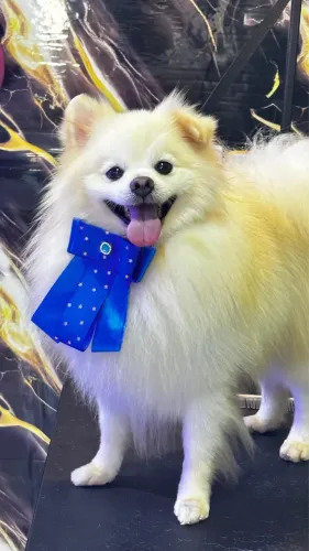 Spitz alemão macho pra cobertura