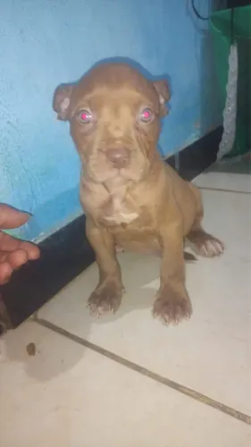 Filhote pitbull