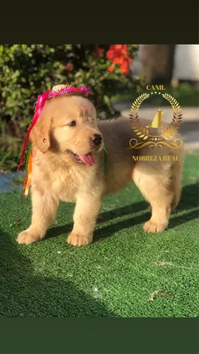 Golden Retriever Femea @CanilNobrezaReal