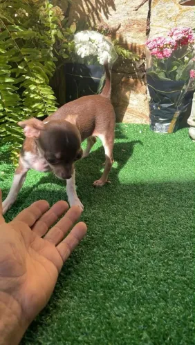 Chihuahua filhote disponível