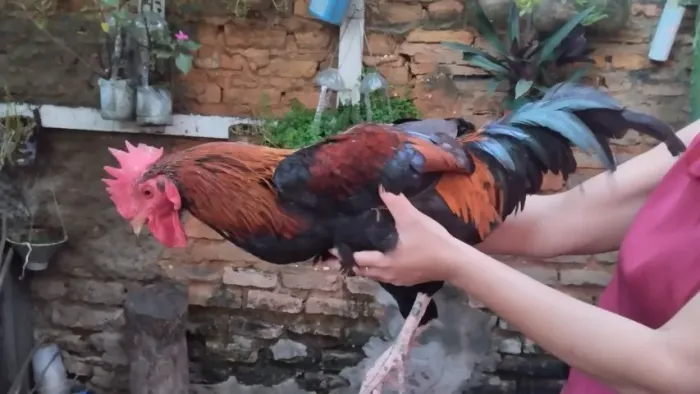 FRANGO GIGANTE NEGRO COM CAIPIRA