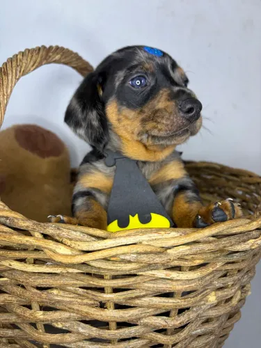Linguicinha macho Mini disponível pronta entrega