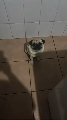 Pug macho pra cruzar