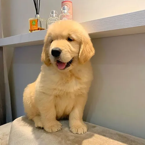 Golden retriever filhote lindos 