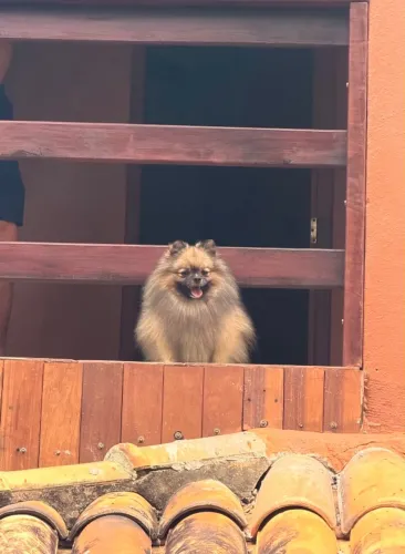 Spitz alemão