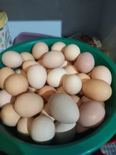 Ovos de galinha caipira
