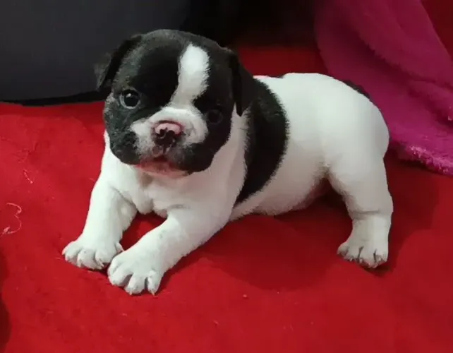 Filhote  de Bulldog Francês  Macho Preto e Branco