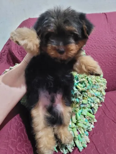 Yorkshire TERRIER   -   MACHO