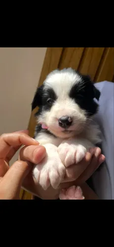 Fofura de se apaixonar