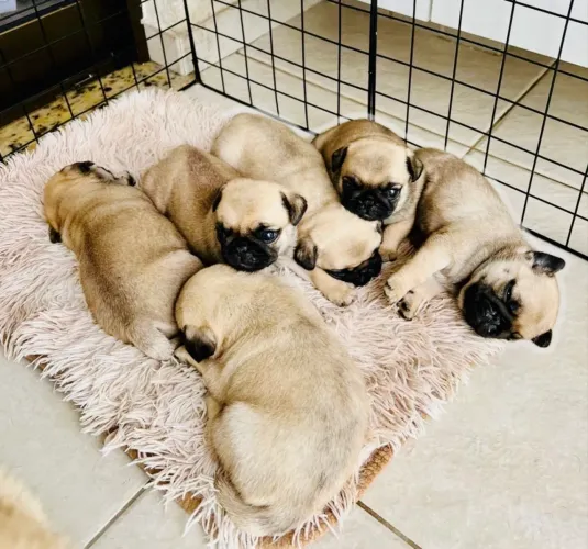Filhote de pug macho 